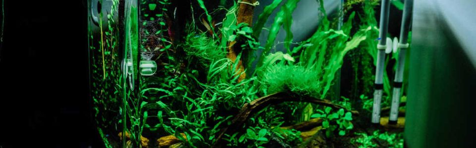 Akvarijski filter