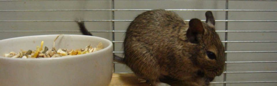 Degu ali čilska veverica