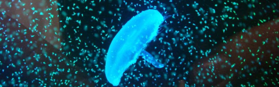 Meduza