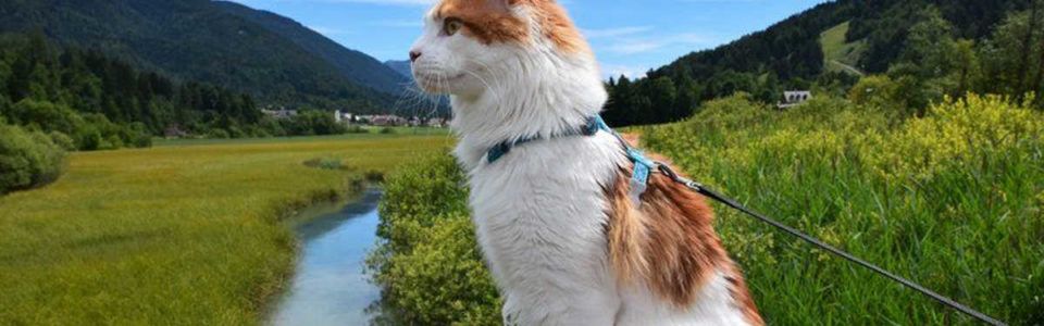 Maine Coon maček