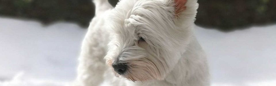 Pasma psa - višavski terier