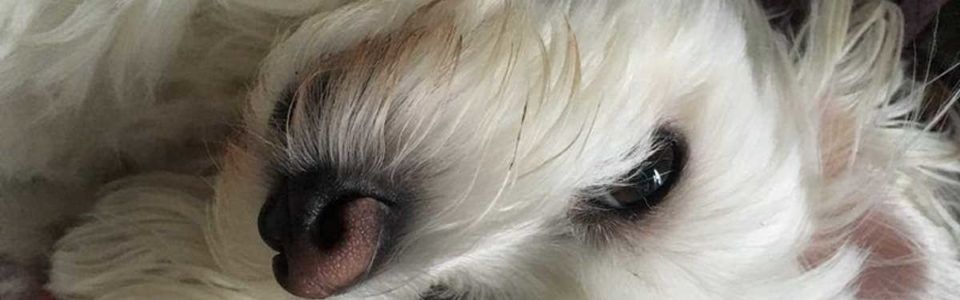 Pasma psa - maltežan