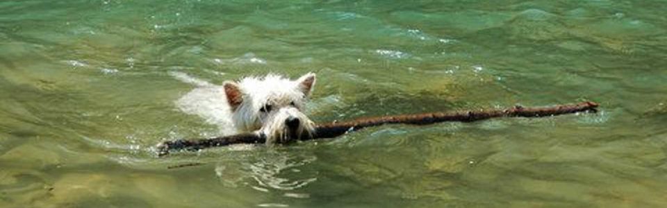 Pasma - zahodnovišavski beli terier