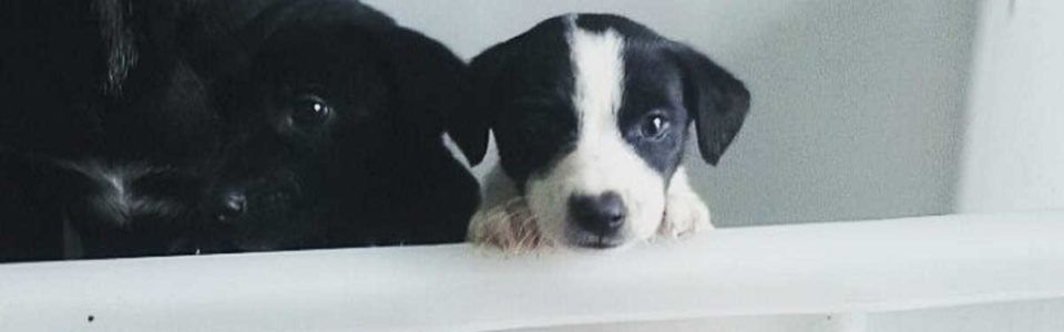 Pes je eno samo veselje