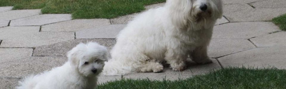 Pasma psa - Coton de Tulear