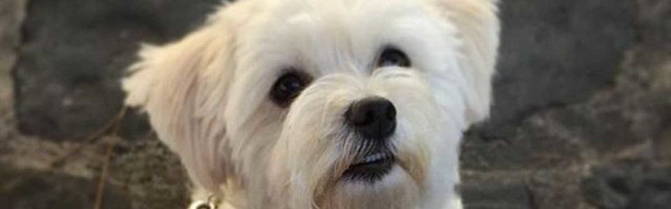 Pasma psa - maltežan