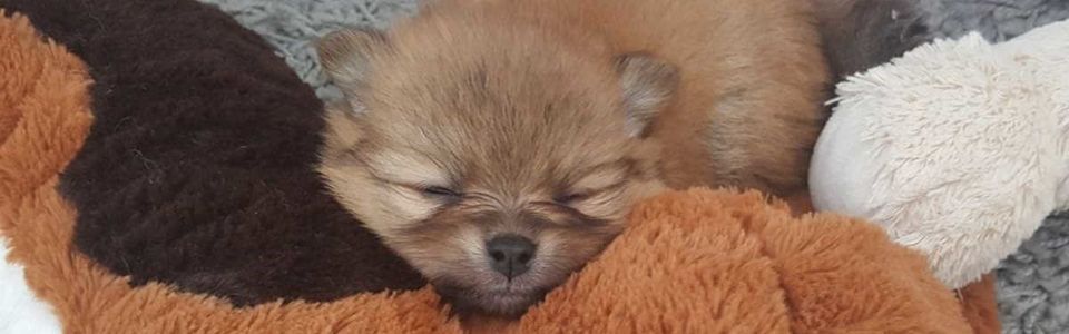 Pasma psa - pomeranec