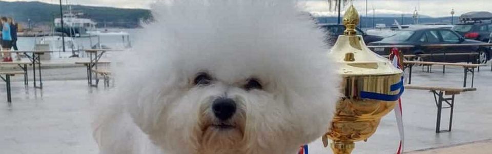 Beli kodrasti bišon