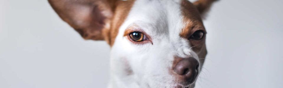 Kako se znebiti bolh