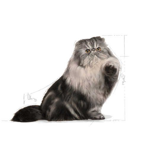 Royal Canin Cat Persian Adult - perzijke - slika 3