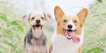 Exclusion hrana za pse - VODIČ