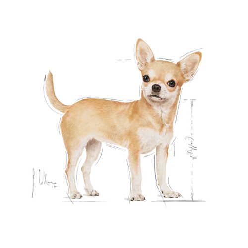 Royal Canin pasma Chihuahua Adult - čivava - slika 3