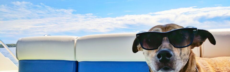 Hladilna blazina za pse