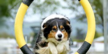 Trening poslastice za pse Training Snacks