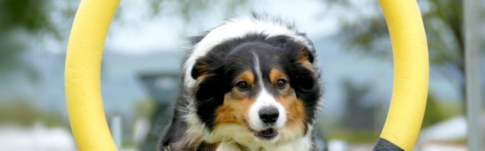 Trening poslastice za pse Pet Rewards Training Snacks