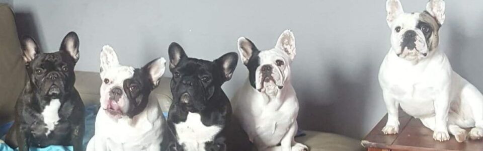 Francoski buldog