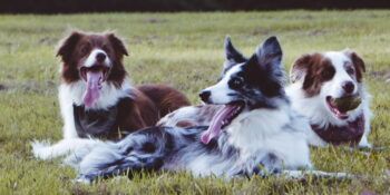 Suha pasja hrana Golosi - VODIČ