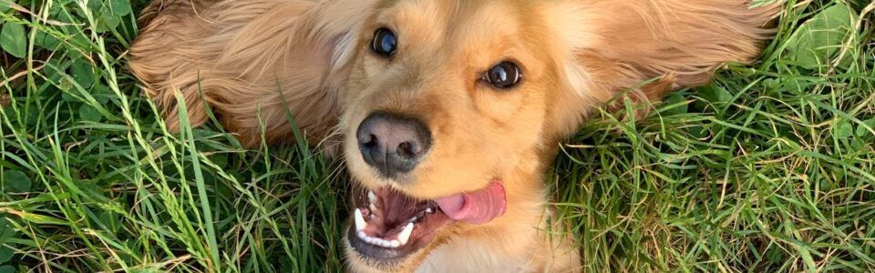 Monoproteinska hrana za pse