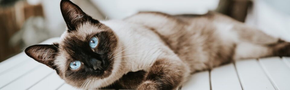 Hrana za mačke Exclusion