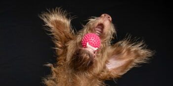 Najboljše igrace za pse