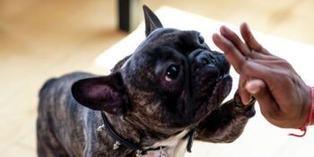 N&D hrana za pse – VODIČ (različne linije)