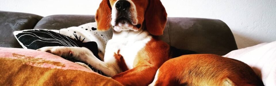 Beagle
