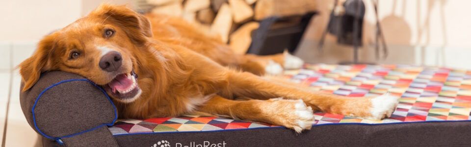 Kako izbrati pravo posteljo za psa