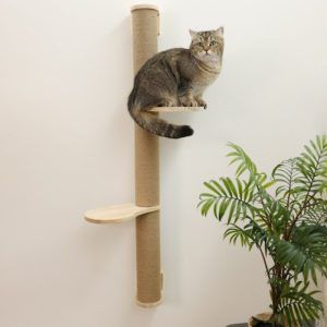 Mačji steber za steno